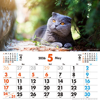 5月