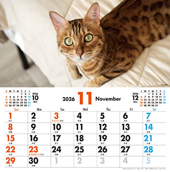 11月